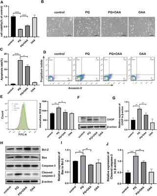 <mark class="highlighted">Oxaloacetate</mark> acid ameliorates paraquat-induced acute lung injury by alleviating oxidative stress and mitochondrial dysfunction